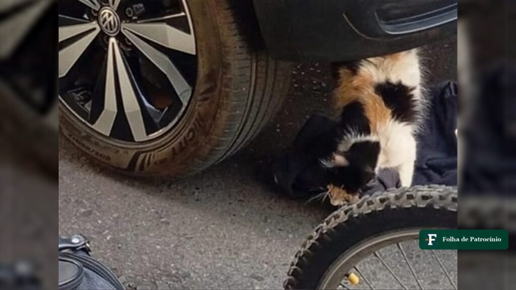 Gato de pelagem branca, preta e caramelo ao lado do pneu de um carro, em ocorrência de gato preso no carro na Rua Presidente Vargas, em Patrocínio