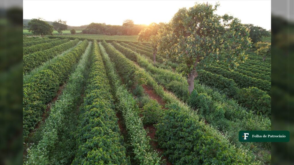 Fileiras de cafezal ao pôr do sol no Cerrado Mineiro, na região da produção de café de Patrocínio