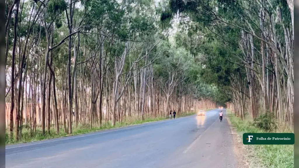 Corredor de árvores na rodovia de acesso, local do acidente com eucalipto em Carmo do Paranaíba