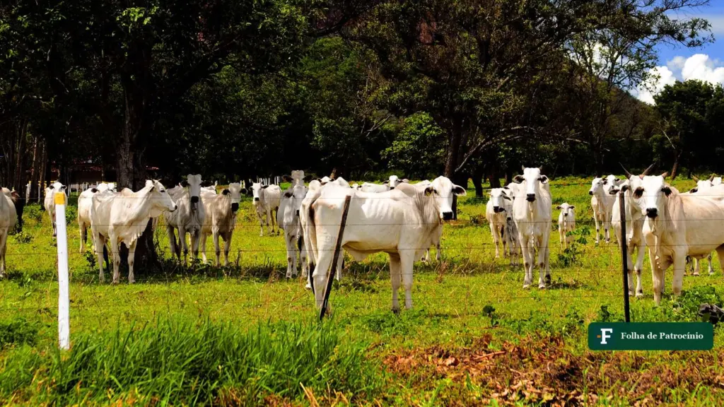 Gado Nelore no pasto, rebanho que puxa o preço da picanha com a arroba em recorde