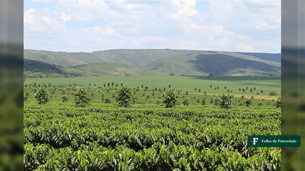 Cafezal da Fazenda Rainha da Paz, em Patrocínio, que integra o grupo certificado da Rainforest Alliance na Expocacer