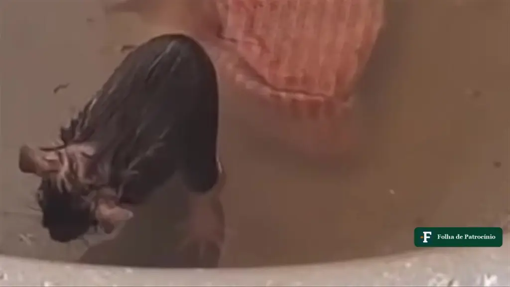 Rato tomando banho em água acumulada no tanque de uma lavanderia