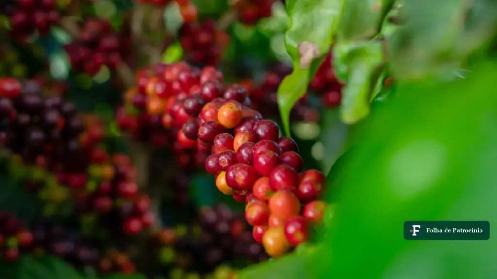 Cachos de café maduros em lavoura do Cerrado Mineiro, na matéria sobre a saca de café em Patrocínio