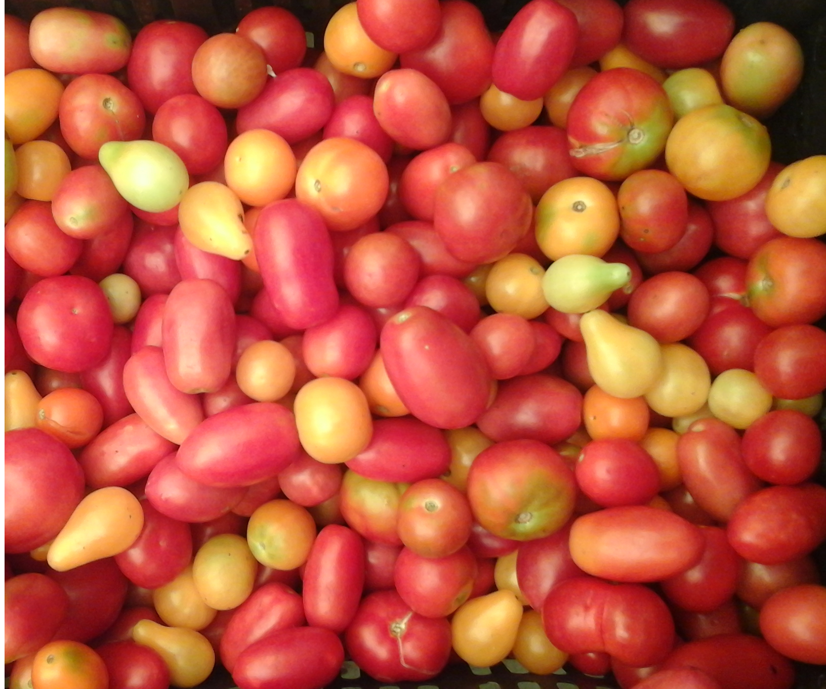 Tomates de várias variedades em feira orgânica, item que mais subiu na inflação de setembro